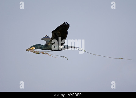 Grand Cormoran (Phalacrocorax carbo) en vol avec le matériel du nid dans son bec, l'île de Rügen, Mecklembourg-Poméranie-Pom Banque D'Images