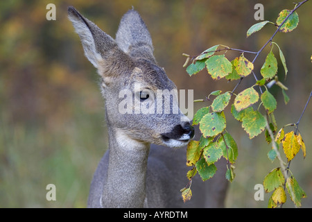 Le Chevreuil (Capreolus capreolus), de la Suède, Scandinavie, Europe Banque D'Images
