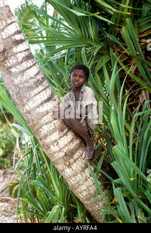 Garçon de Nungwi village cocotier d'escalade sur le nord-ouest de l'île de Zanzibar, Tanzanie Banque D'Images