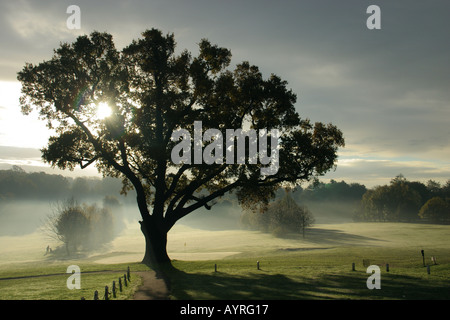 Chêne d'hiver : Vue d'un temps ensoleillé mais froid et brumeux matin d'hiver à Beckenham Place Parc, montrant le parcours de golf. Banque D'Images