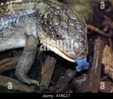 Blue-tongued Skink (Tiliqua nigrolutea) Banque D'Images