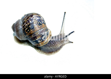 Shot isolé d'une politique commune de l'Escargot (Helix aspersa) Banque D'Images