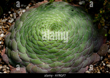 Aeonium Tabuliforme, Evergreen,succulentes, plantes, Banque D'Images