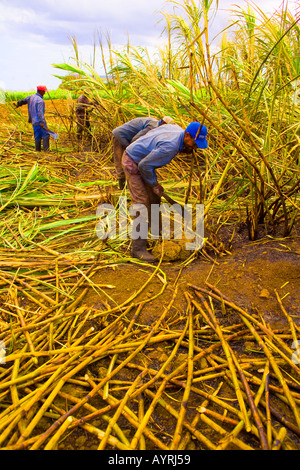 Maurice - le personnel de la plantation de canne à sucre à la main.harvest Banque D'Images