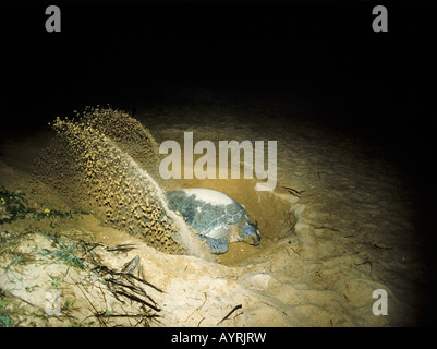 Femme Tortue verte (Chelonia mydas) creuser un trou dans le sable d'une plage à pondre ses oeufs Banque D'Images