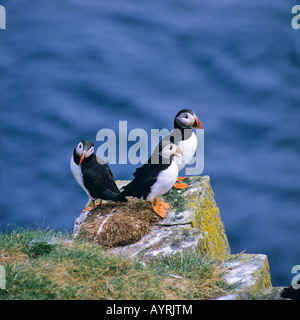 Macareux moine (Fratercula arctica), Norvège Banque D'Images