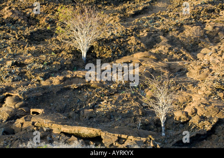 Palo Santo (Bursera graveolens) arbres poussent entre les pierres de lave, des coulées de tube sur l'avant-plan de l'Équateur Galapagos Bartolome Banque D'Images