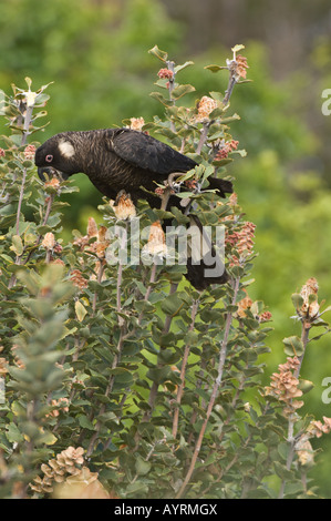 Noir à bec Calyptorhynchus latirostris (cacatoès) mâle adulte se nourrit de Albany (Banksia coccinea) B. L'Australie Occidentale Banque D'Images