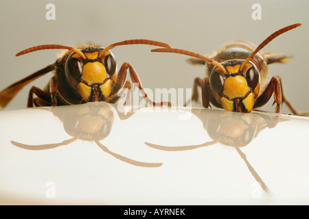 Les frelons européens (Vespa crabro), de boire Banque D'Images