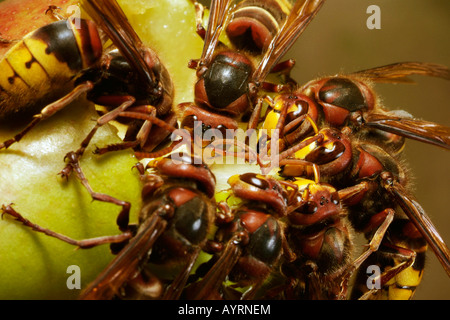 Les frelons européens (Vespa crabro) se nourrit de fruits tombés au sol Banque D'Images