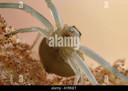 Houghton (Misumena vatia ARAIGNÉE CRABE), Femme Banque D'Images