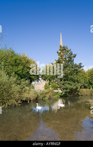 Cygnes sur la rivière Windrush natation passé l'église paroissiale de St Jean le Baptiste dans la ville de Cotswold de Burford, Oxfordshire Banque D'Images