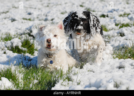 Photographe Howard Barlow - Les chiens sur printemps/hiver matin à pied Banque D'Images