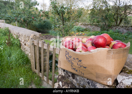 Pommes gratuit offert sur un mur dans le jardin de l'automne dans la région des Cotswolds près de Winson, Gloucestershire Banque D'Images