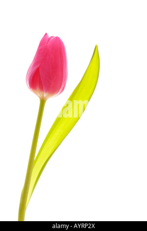 Tulipe (Tulipa) Banque D'Images