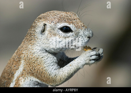 Unstriped ground squirrel (Ha83 rutilus) se nourrissent d'une pirate, Etosha National Park, Namibie, Afrique Banque D'Images