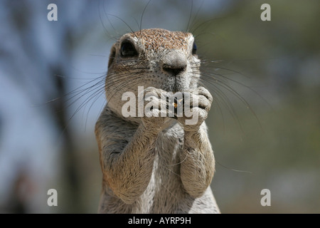 Unstriped ground squirrel (Ha83 rutilus) se nourrissent d'une pirate, Etosha National Park, Namibie, Afrique Banque D'Images