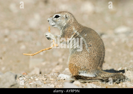 Unstriped ground squirrel (Ha83 rutilus), Etosha National Park, Namibie, Afrique Banque D'Images