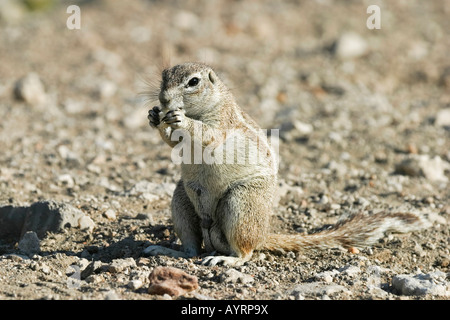 Unstriped ground squirrel (Ha83 rutilus), Etosha National Park, Namibie, Afrique Banque D'Images