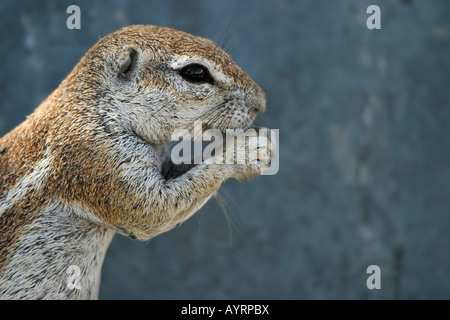 Unstriped ground squirrel (Ha83 rutilus), Etosha National Park, Namibie, Afrique Banque D'Images