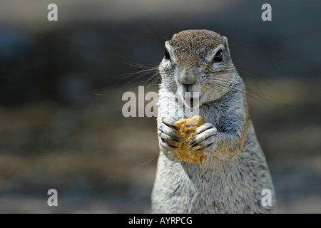 Unstriped ground squirrel (Ha83 rutilus) se nourrissent d'une pirate, Etosha National Park, Namibie, Afrique Banque D'Images