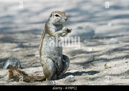 Unstriped ground squirrel (Ha83 rutilus), Etosha National Park, Namibie, Afrique Banque D'Images