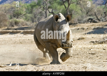 Rhinocéros blanc ou Square-lipped Rhino (Ceratotherium simum), attaquant Okapuka Ranch, Namibie, Afrique Banque D'Images