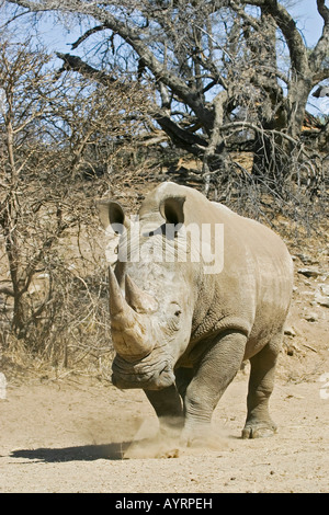 Rhinocéros blanc ou Square-lipped Rhino (Ceratotherium simum), Okapuka Ranch, Namibie, Afrique Banque D'Images