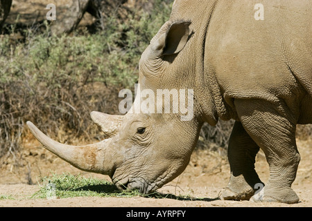 Rhinocéros blanc ou Square-lipped Rhino (Ceratotherium simum), Okapuka Ranch, Namibie, Afrique Banque D'Images