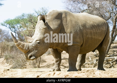 Rhinocéros blanc ou Square-lipped Rhino (Ceratotherium simum), Okapuka Ranch, Namibie, Afrique Banque D'Images