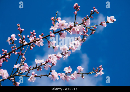 La floraison amandier (Prunus dulcis, Prunus amygdalus) Banque D'Images