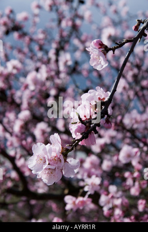 La floraison amandier (Prunus dulcis, Prunus amygdalus) Banque D'Images