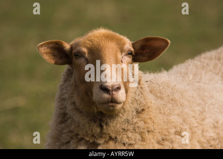 Coburger ou Fuchsschaf Guanaco Le Mouton, race de mouton domestique (Ovis aries) Banque D'Images