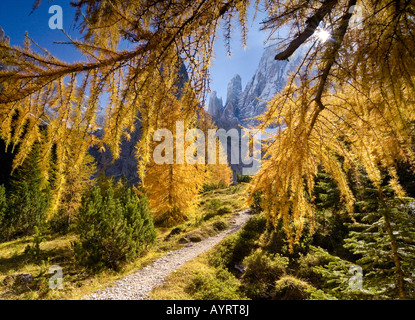 Le mélèze (Larix) jaune en automne le long d'un sentier de randonnée dans la vallée de Fischlein, Dolomites, Bolzano-Bozen, Italie Banque D'Images