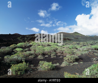 Vulkan Teneguia, Vulkanlandschaft Gewaechse Lavaasche, auf, junge Frau spaziert durch Vulkanlandschaft, Fuencaliente, La Palma, Kanarische Inseln Banque D'Images