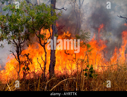 Feu de brousse, les feux de forêt dans l'ouest de l'Australie, l'Australie Banque D'Images