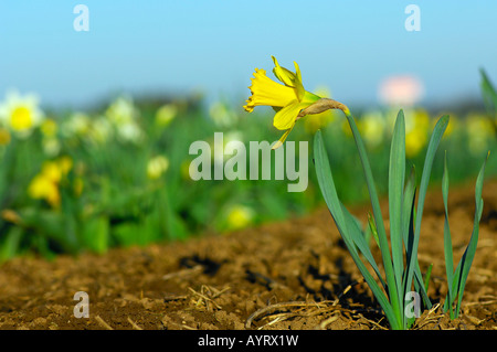 Jonquille (Narcissus pseudonarcissus) Banque D'Images