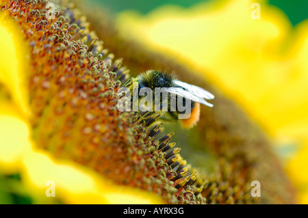 À queue rouge ou Pierre de bourdons (Bombus lapidarius) perché sur un tournesol Banque D'Images