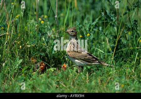 Alouette des champs (Alauda arvensis), Lark famille, les jeunes au nid Banque D'Images