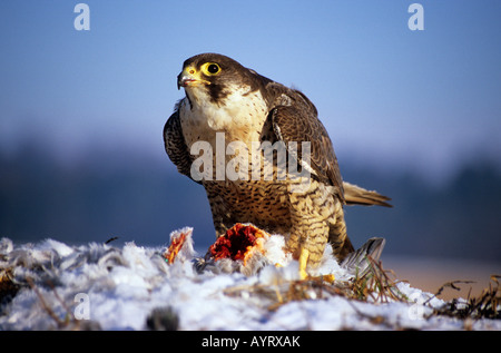 Le faucon pèlerin (Falco peregrinus) avec des proies, tuer pigeon Banque D'Images