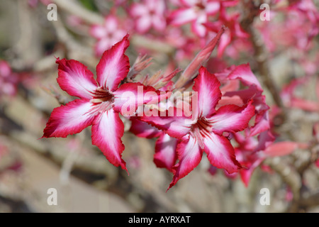 Desert Rose, Sabi Star ou Kudu (Adenium obesum) Banque D'Images