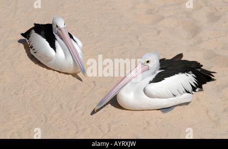 (Pelecanus conspicillatus pélicans australiens) sur la plage de Monkey Mia, Australie occidentale, Australie Banque D'Images