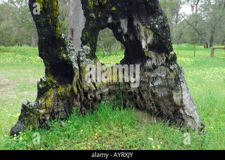 Tronc d'arbre d'eucalyptus calcinés sur une clairière dans la Forêt, Parc Nationa Tuart Busselton, Australie occidentale, Australie Banque D'Images