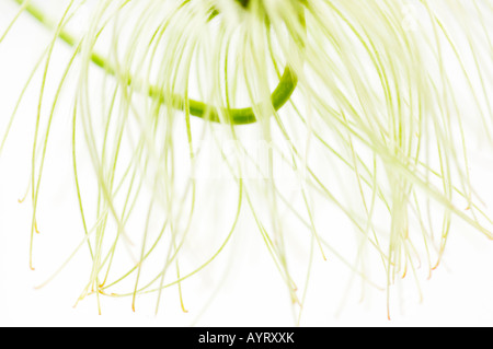 Détail, la fructification d'une fleur de clématite (Clematis) Banque D'Images