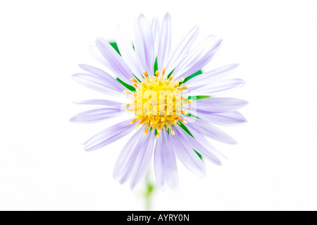 European Michaelmas Daisy ou italien (Aster amellus Aster blossom) Banque D'Images