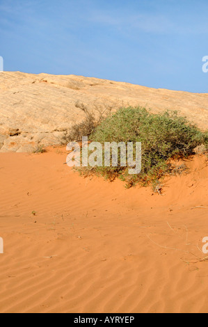 Désert de sable rouge ridée, affleurement de calcaire et sage brush Banque D'Images