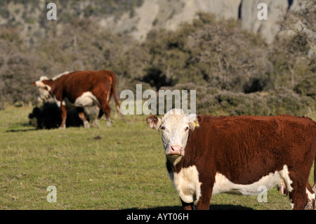 Hereford cattles dans Canterbury Nord ile sud Nouvelle Zelande Banque D'Images