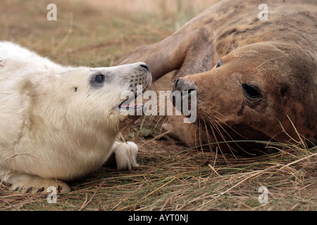 L'alimentation des phoques gris, s'embrasser, à Donna Nook, Somercoates, Lincolnshire, Royaume-Uni Banque D'Images