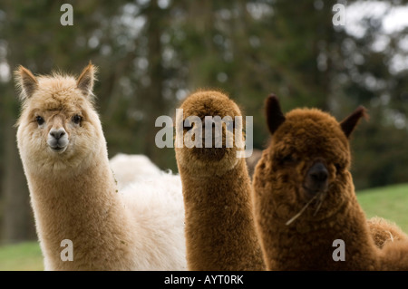 L'Alpaga Lama pacos adultes dans la zone pendant l'hiver, Cumbria Banque D'Images