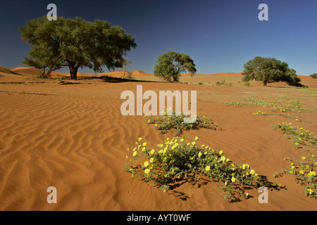 Floraison jaune fleurs tribula terrestris et camel thorn arbres acacia erioloba dans le désert du Namib désert du Namib Namib Naukluf Banque D'Images